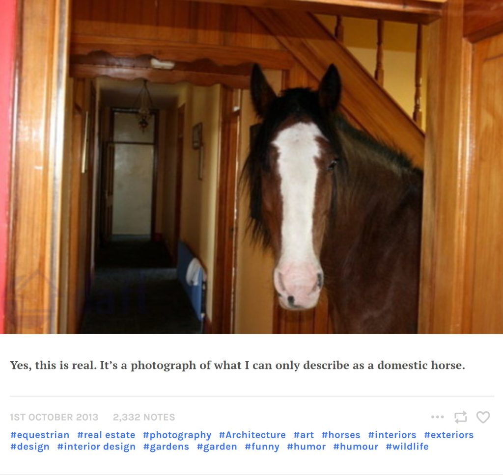 Yes, this is real. It’s a photograph of what I can only describe as a domestic horse.